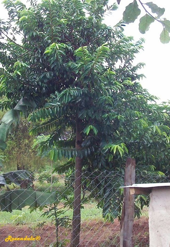 Vertical image, Maarten Rozendale, Wote, Kenya, Kenya, 2016-04-30, Annona muricata - Soursop