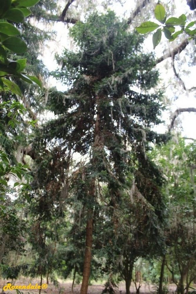 Vertical image, Maarten Rozendale, Harry P Leu, Orlando, United States, 2016-11-15, Araucaria bidwillii - Bunya pine