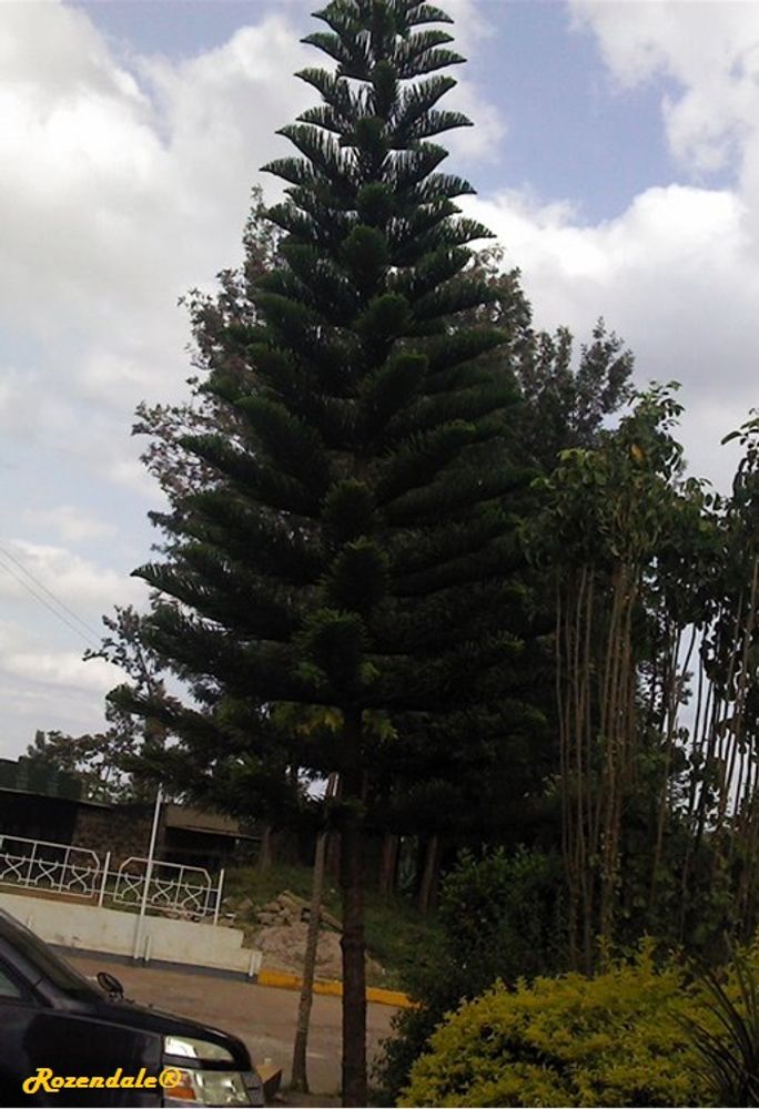 Vertical image, Maarten Rozendale, Igoji, Kenya, 2016-03-31, Araucaria cookii - Captain cook's pine