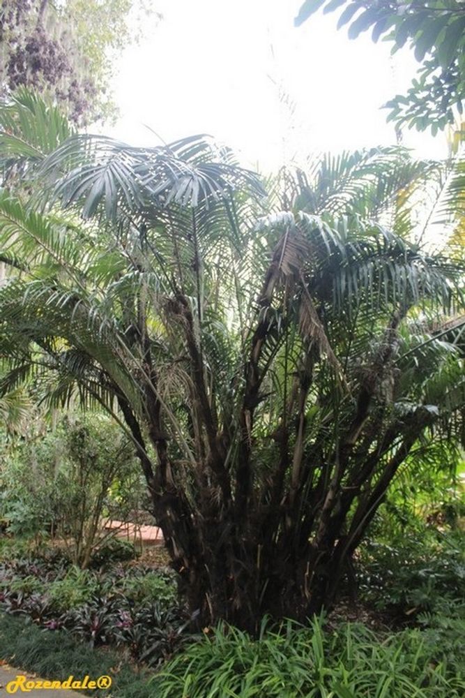 Vertical image, Maarten Rozendale, Harry P Leu, Orlando, United States, 2016-11-14, Arenga engleri - Clustering sugar palm