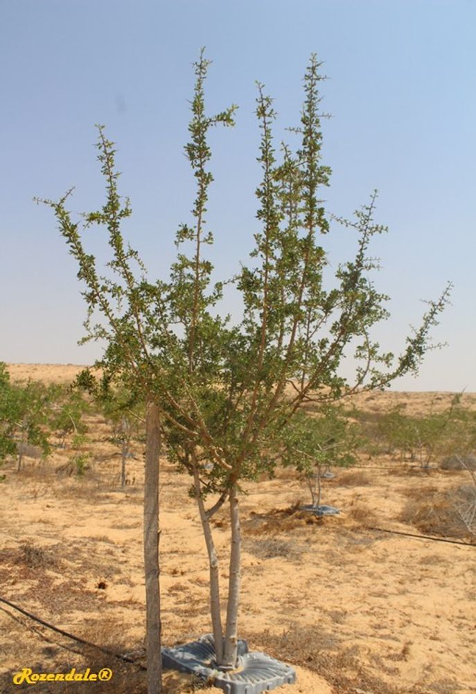 Vertical image, Maarten Rozendale, Shirat HaMidbar, Israel, 2016-08-11, Argania spinosa - Argan