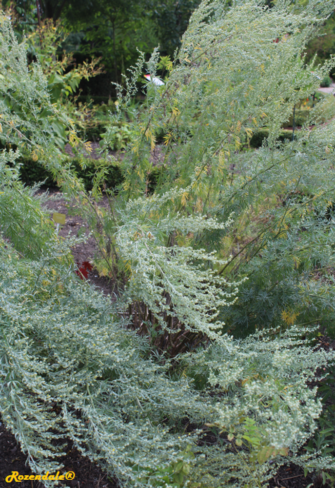 Vertical image, Maarten Rozendale, Utrecht Botanical Garden, Netherlands, 2017-08-23, Artemisia absinthium - Absinth