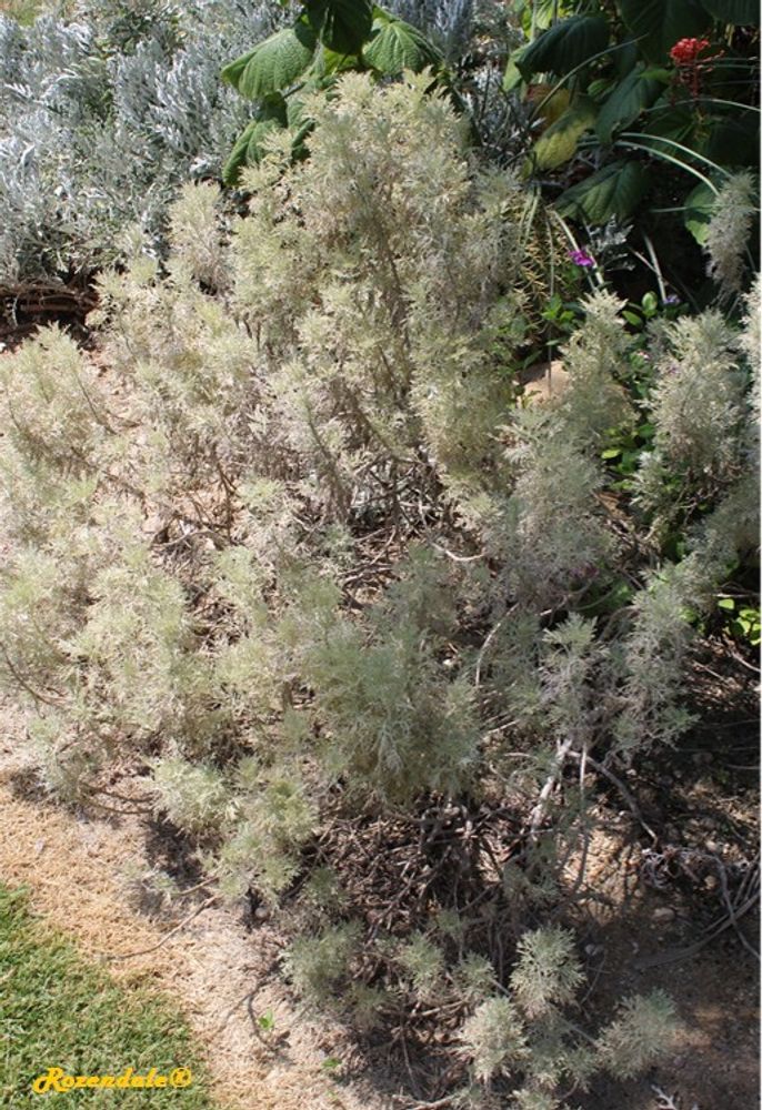 Vertical image, Maarten Rozendale, Ein Gedi, Israel, 2016-08-14, Artemisia arborescens - Tree wormwood