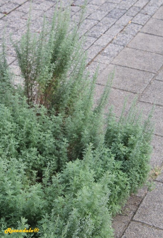 Vertical image, Maarten Rozendale, Sleeuwijk, Netherlands, 2016-08-25, Artemisia schmidtiana - Silvermound