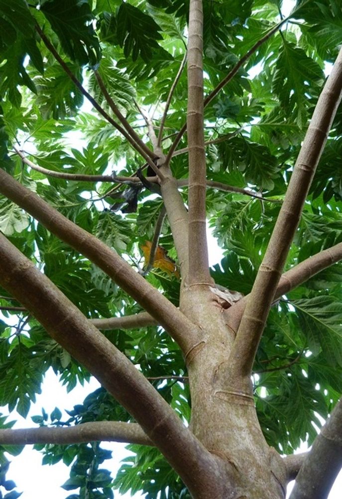 Vertical image, Maarten Rozendale, , , 2012-11-14, Artocarpus camansi - Breadnut