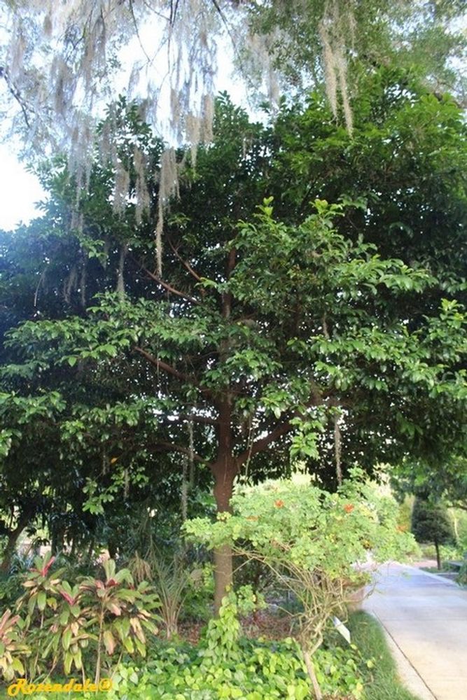Vertical image, Maarten Rozendale, Harry P Leu, Orlando, United States, 2016-11-14, Artocarpus hypargyreus - Kwai muk