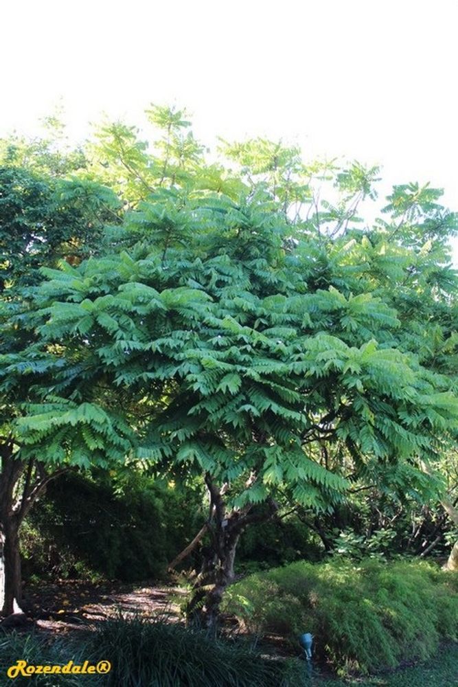 Vertical image, Maarten Rozendale, Coral Gables, United States, 2016-11-20, Averrhoa bilimbi - Bilimbi