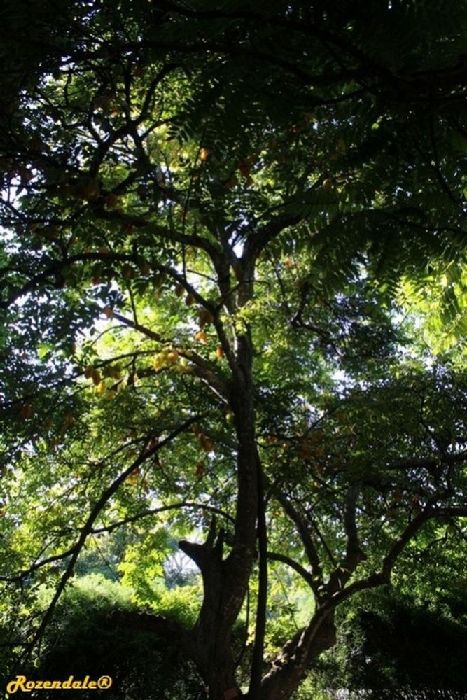Vertical image, Maarten Rozendale, Coral Gables, United States, 2016-11-17, Averrhoa carambola - Carambola