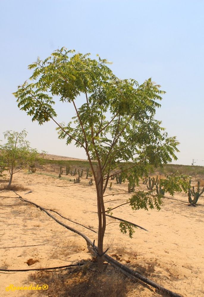 Vertical image, Maarten Rozendale, Shirat HaMidbar, Israel, 2016-08-10, Azadirachta indica - Neem