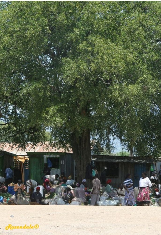 Vertical image, Maarten Rozendale, Kerio Valley, Kenya, 2014-09-12, Balanites aegyptiaca - Balanites