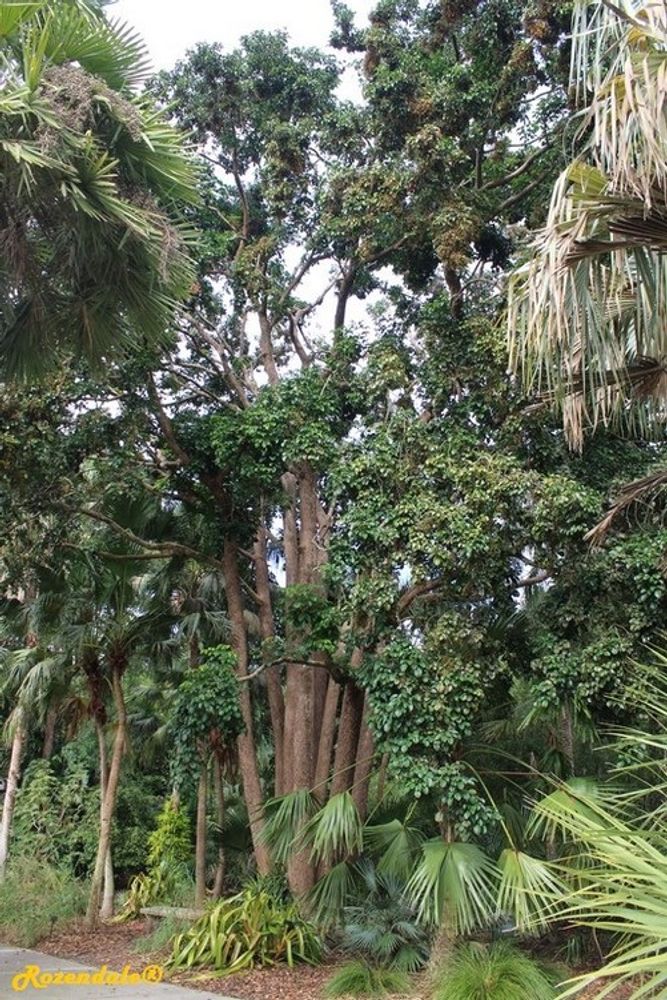 Vertical image, Maarten Rozendale, Harry P Leu, Orlando, United States, 2016-11-15, Bischofia javanica - Bishop wood