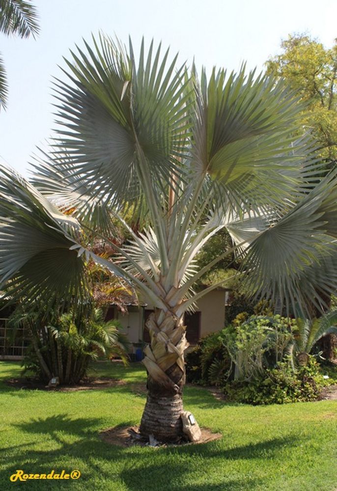 Vertical image, Maarten Rozendale, Ein Gedi, Israel, 2016-08-14, Bismarckia nobilis - Bismarck palm