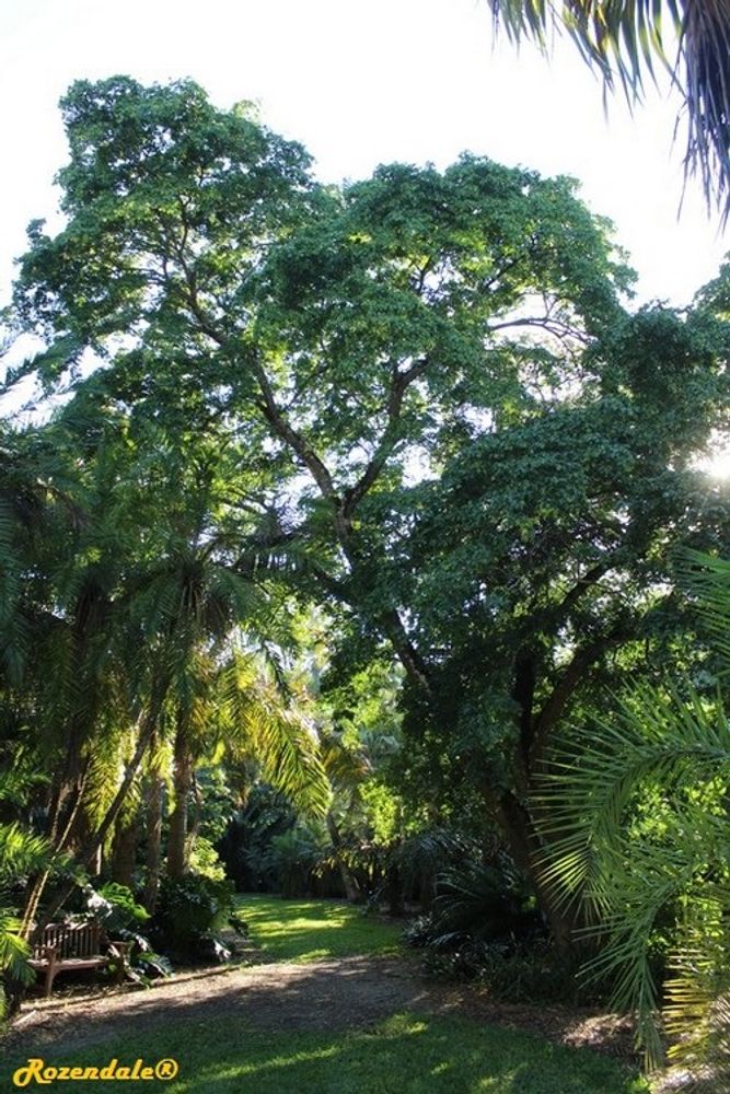 Vertical image, Maarten Rozendale, Coral Gables, United States, 2016-11-19, Bulnesia arborea - Maracaibo verawood