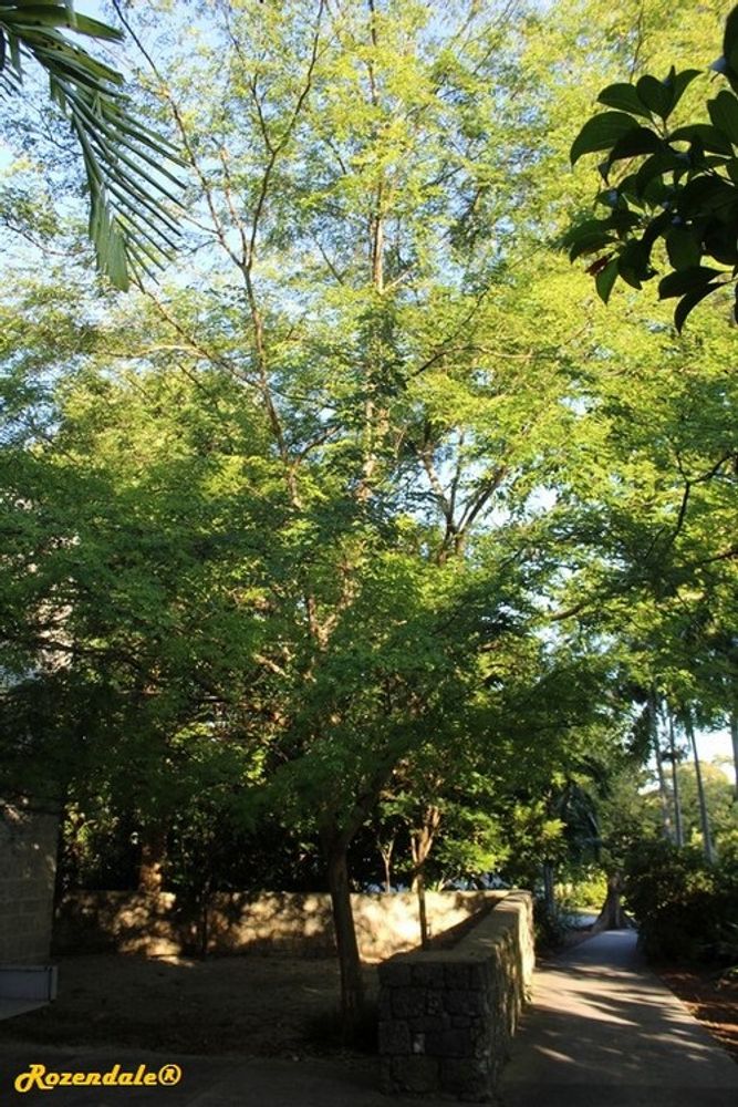 Vertical image, Maarten Rozendale, Coral Gables, United States, 2016-11-19, Caesalpinia granadillo - Bridalveil