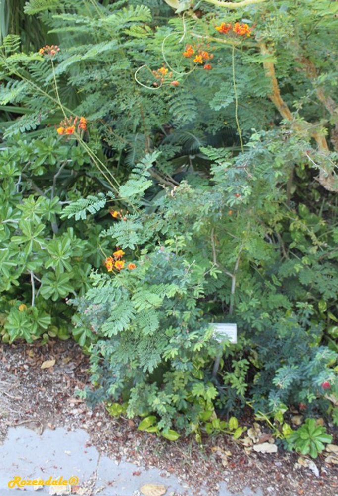Vertical image, Maarten Rozendale, Ein Gedi, Israel, 2016-08-14, Calliandra californica - Baja fairy duster