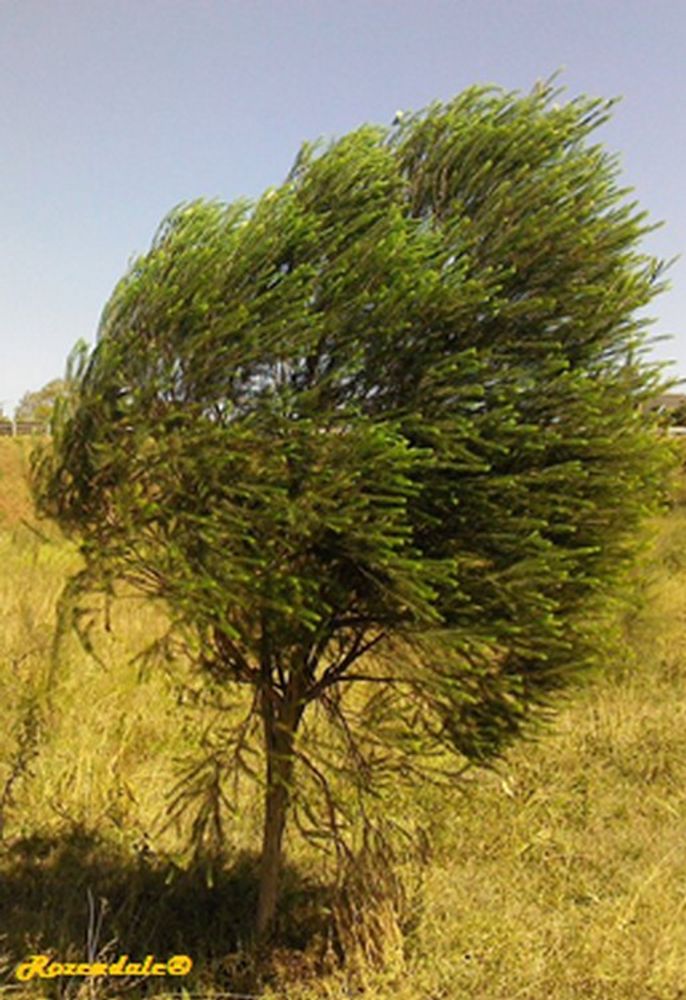 Vertical image, Maarten Rozendale, Thika, Kenya, 2016-02-29, Callistemon viminalis - Weeping callistemon