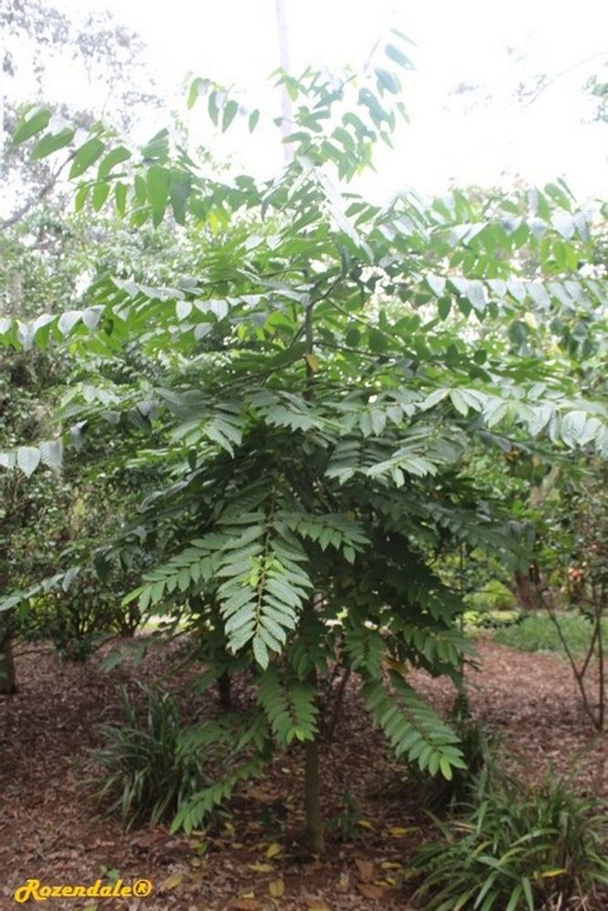 Vertical image, Maarten Rozendale, Orlando, United States, 2016-11-13, Cananga odorata - Ylang Ylang