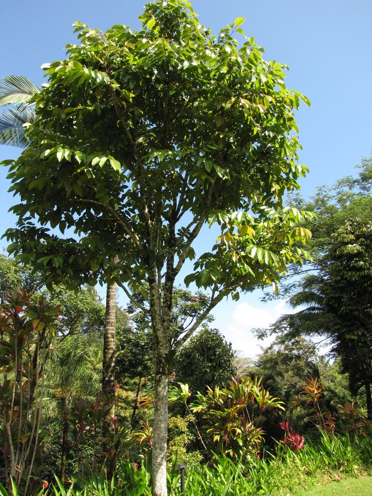 Vertical image, Maarten Rozendale, Maui hawa, United States, 2019-11-10, Canarium ovatum - Pili nut tree