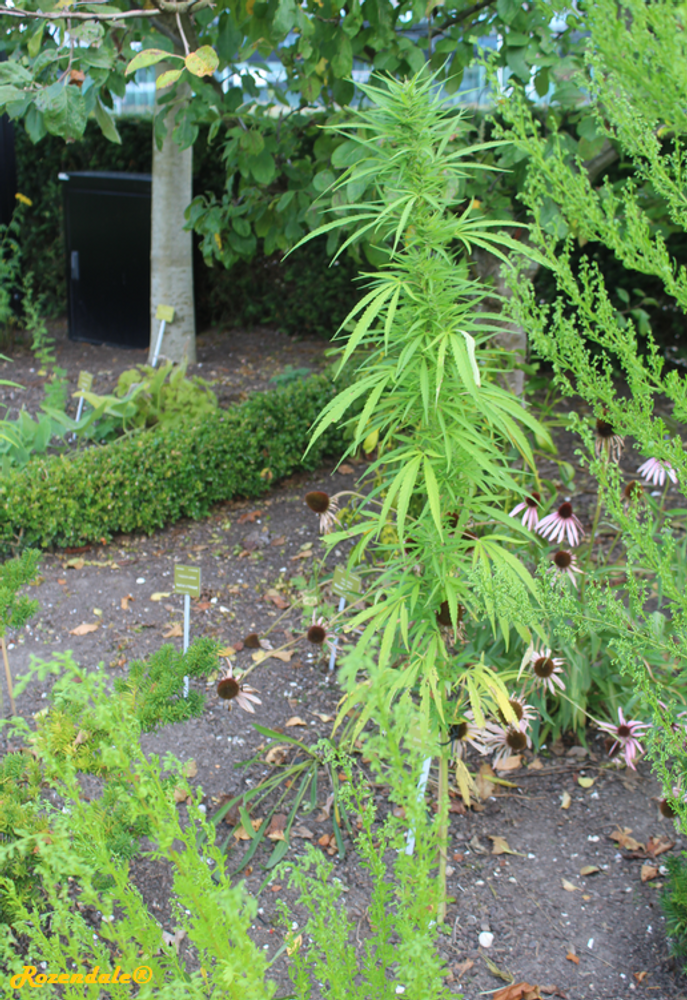 Vertical image, Maarten Rozendale, Utrecht Botanical Garden, Netherlands, 2017-08-23, Cannabis sativa - Weed plant
