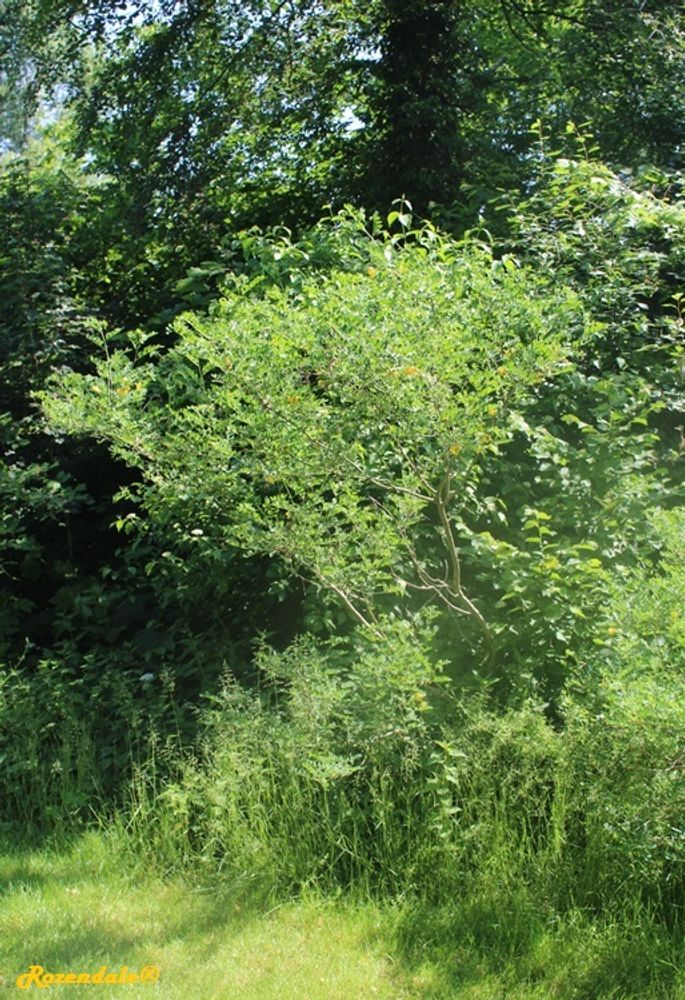 Vertical image, Maarten Rozendale, Sneek, Netherlands, 2016-06-03, Caragana arborescens - Siberian pea