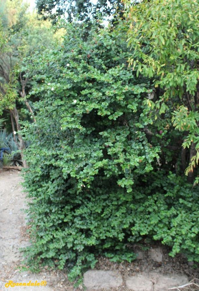 Vertical image, Maarten Rozendale, Tel Aviv-Yafo, Israel, 2016-08-07, Carissa grandiflora - Natal Plum