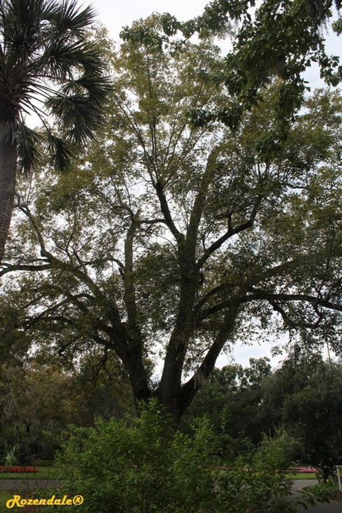 Vertical image, Maarten Rozendale, Harry P Leu, Orlando, United States, 2016-11-14, Carya glabra - Pignut hickory