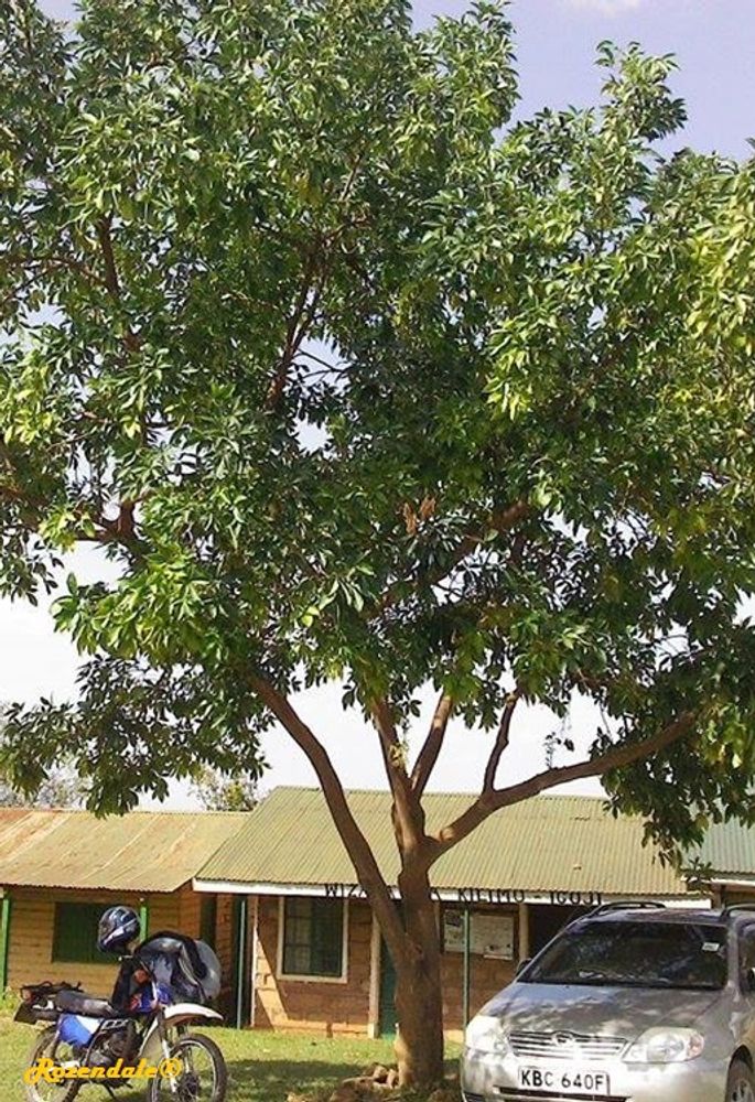 Vertical image, Maarten Rozendale, Igoji, Kenya, 2016-03-31, Casimiroa edulis - White zapote tree