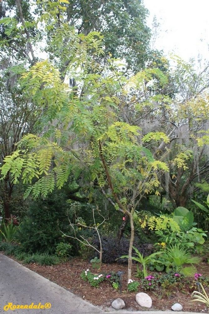 Vertical image, Maarten Rozendale, Harry P Leu, Orlando, United States, 2016-11-14, Cassia bakeriana - Pink shower tree