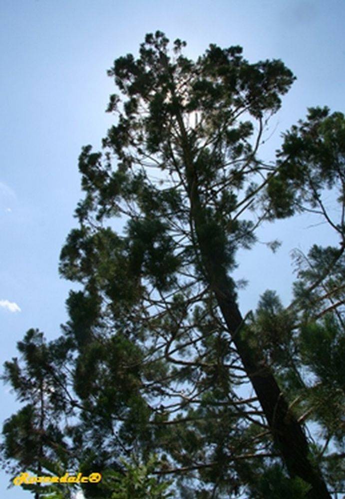 Vertical image, Maarten Rozendale, Usalala, Kenya, 2013-05-21, Casuarina cunninghamiana - River she-oak