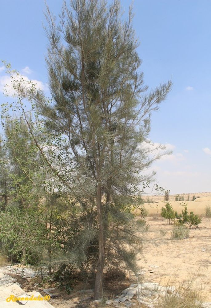 Vertical image, Maarten Rozendale, Shirat HaMidbar, Israel, 2016-08-11, Casuarina equisetifolia - Coast She-oak