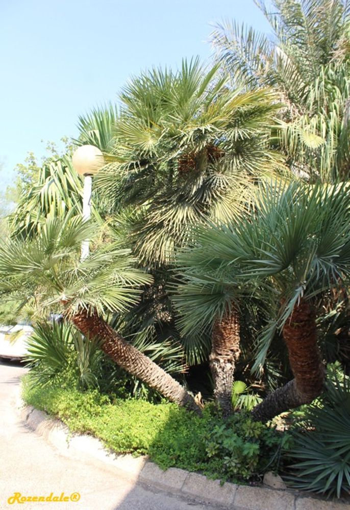 Vertical image, Maarten Rozendale, Ein Gedi, Israel, 2016-08-14, Chamaerops humilis - European fan palm