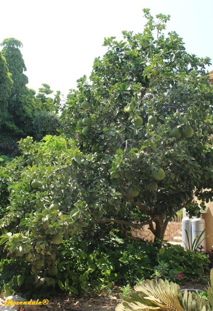 Vertical image, Maarten Rozendale, Ein Gedi, Israel, 2016-08-14, Citrus maxima - Pummelo tree