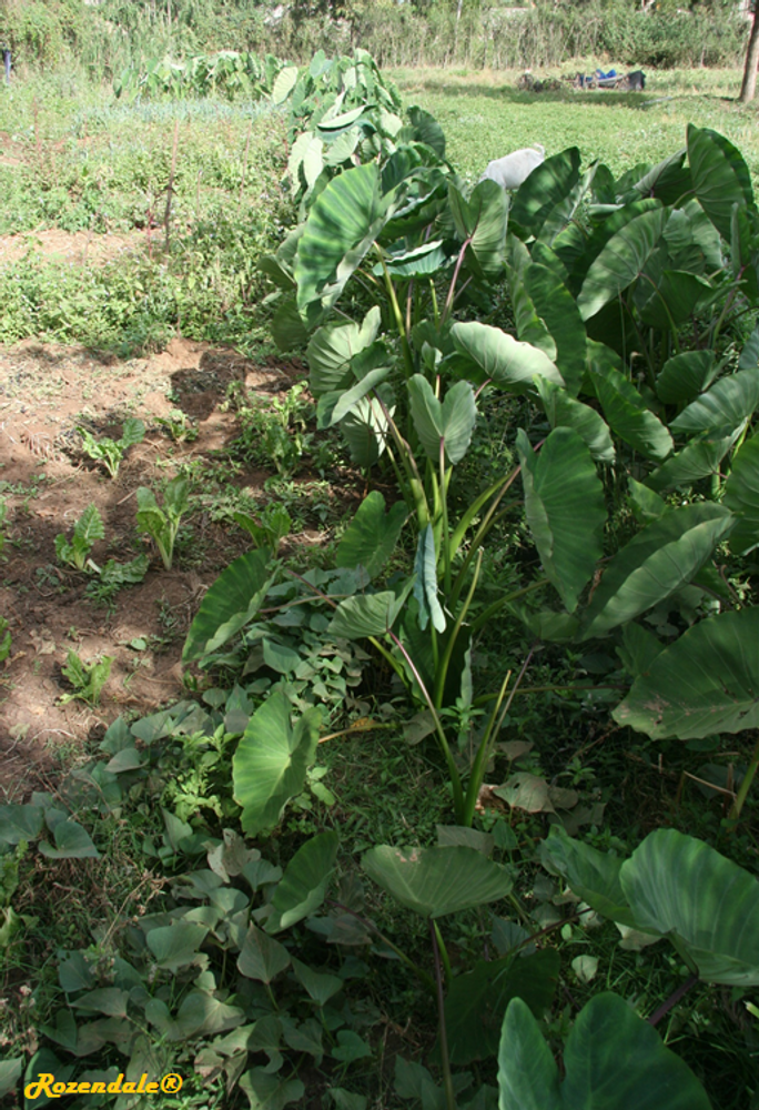 Vertical image, Maarten Rozendale, Jamhuri Park, Kenya, 2014-09-26, Colocasia esculenta - Taro