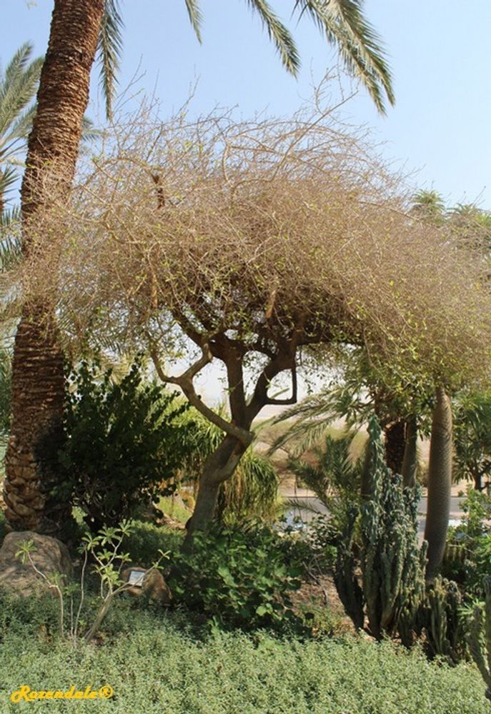 Vertical image, Maarten Rozendale, Ein Gedi, Israel, 2016-08-14, Commiphora abyssinica - Abyssinian myrrh