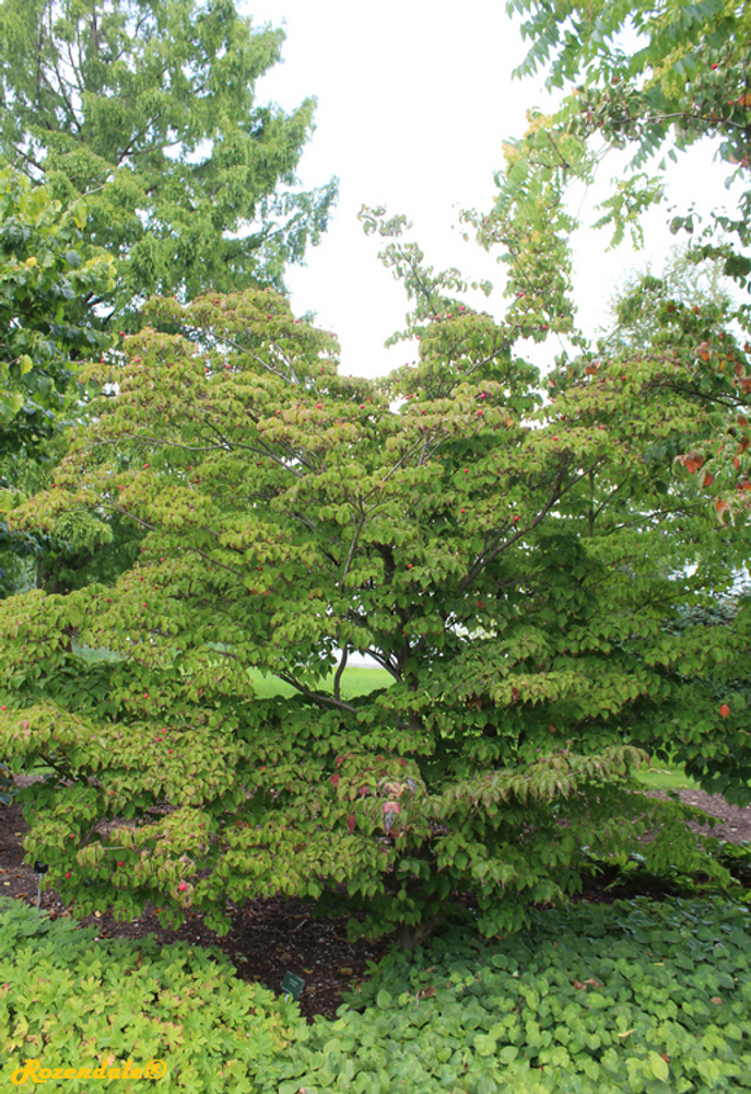 Vertical image, Maarten Rozendale, Utrecht Botanical Garden, Netherlands, 2017-08-23, Cornus kausa - Korean dogwood