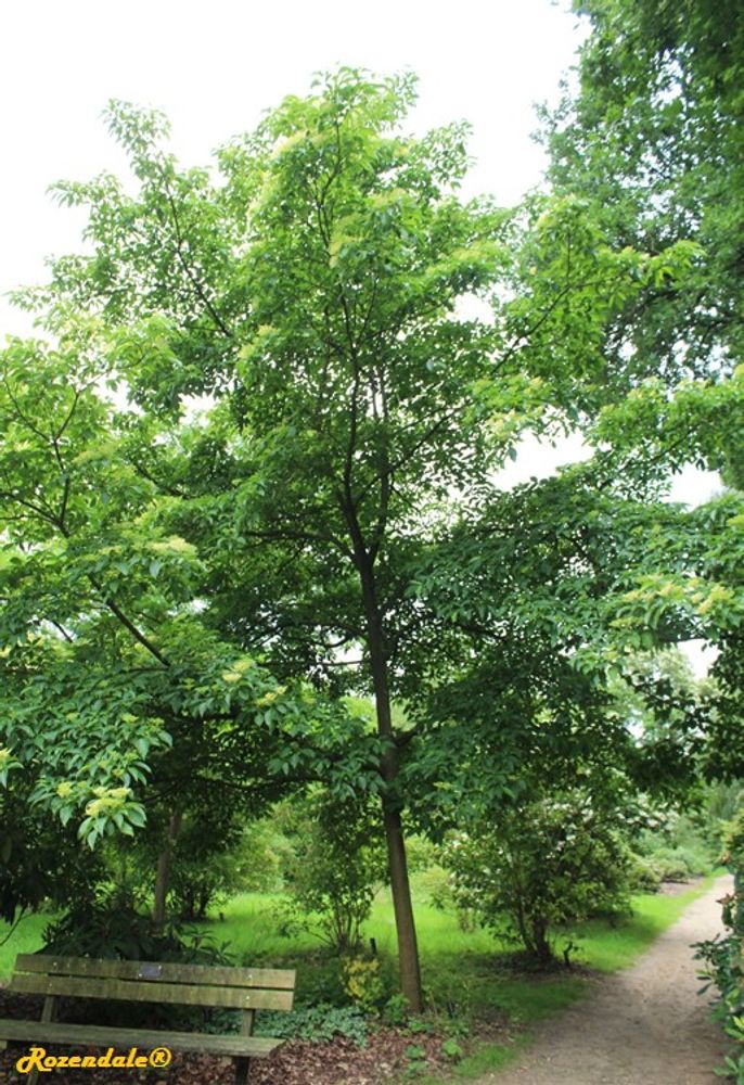 Vertical image, Maarten Rozendale, Belmonte, Netherlands, 2016-07-10, Cornus macrophylla - Large-leafed dogwood