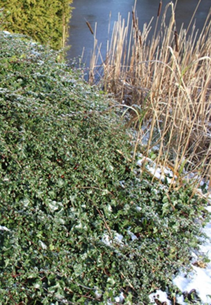 Vertical image, Maarten Rozendale, Sneek, Netherlands, 2016-01-17, Cotoneaster horizontalis - Horizontal berry bush