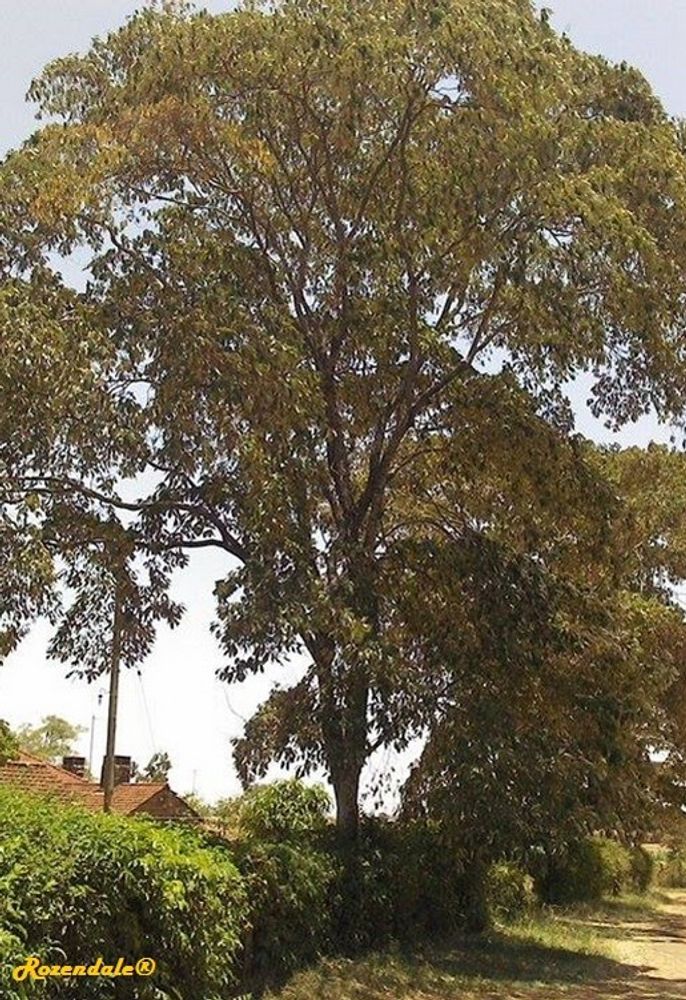 Vertical image, Maarten Rozendale, Thika, Kenya, 2016-02-29, Croton megalocarpus - Musine