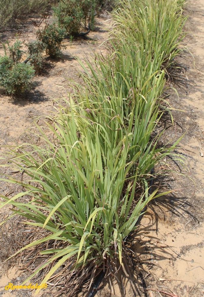 Vertical image, Test Name, Be'er Milka, Israel, Israel, 2016-08-08, Cymbopogon citratus - Lemon grass