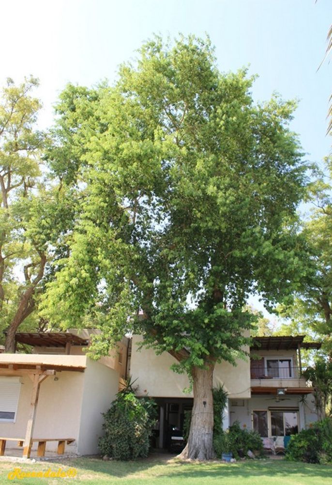 Vertical image, Maarten Rozendale, Ein Gedi, Israel, 2016-08-14, Dalbergia sissoo - Shisam