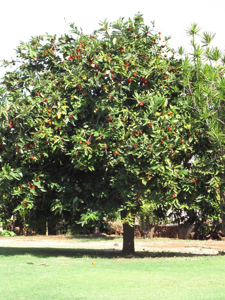 Vertical image, Maarten Rozendale, Kihei, United States, 2009-08-16, Diospyros blancoi - Mabolo