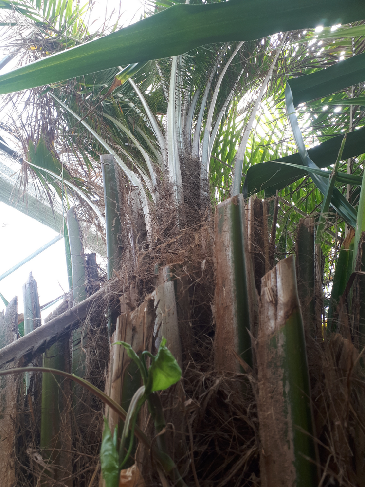 Vertical image, Test Name, Tel Aviv-Yafo, Israel, 2018-09-22, Elaeis guineensis - Oil Palm