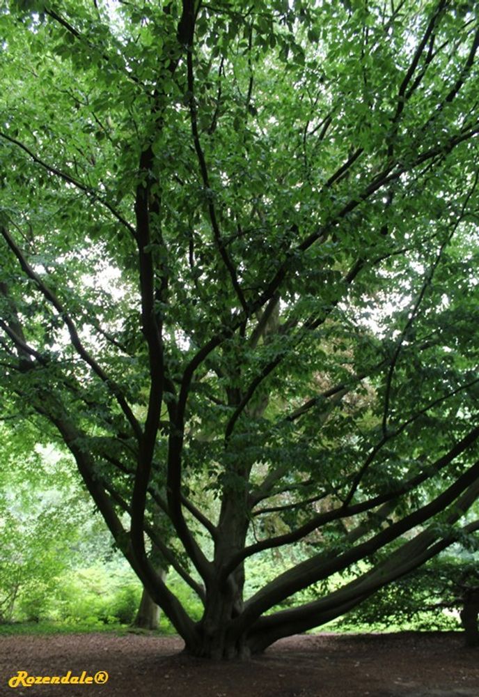 Vertical image, Maarten Rozendale, Belmonte, Netherlands, 2016-07-10, Fagus grandifolia - American beech