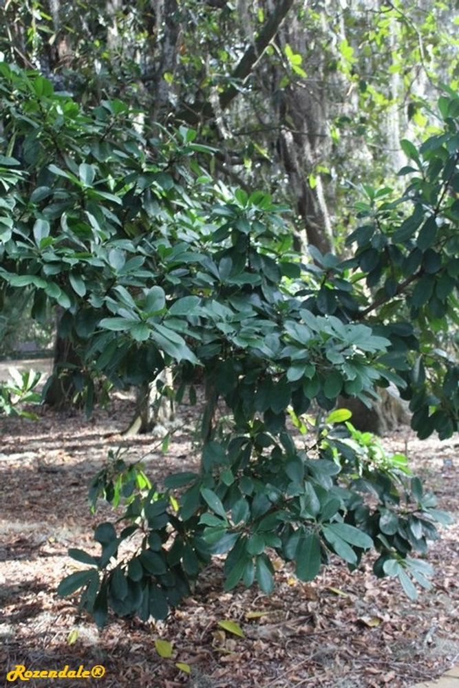 Vertical image, Maarten Rozendale, Harry P Leu, Orlando, United States, 2016-11-14, Ficus cyathistipula - African fig