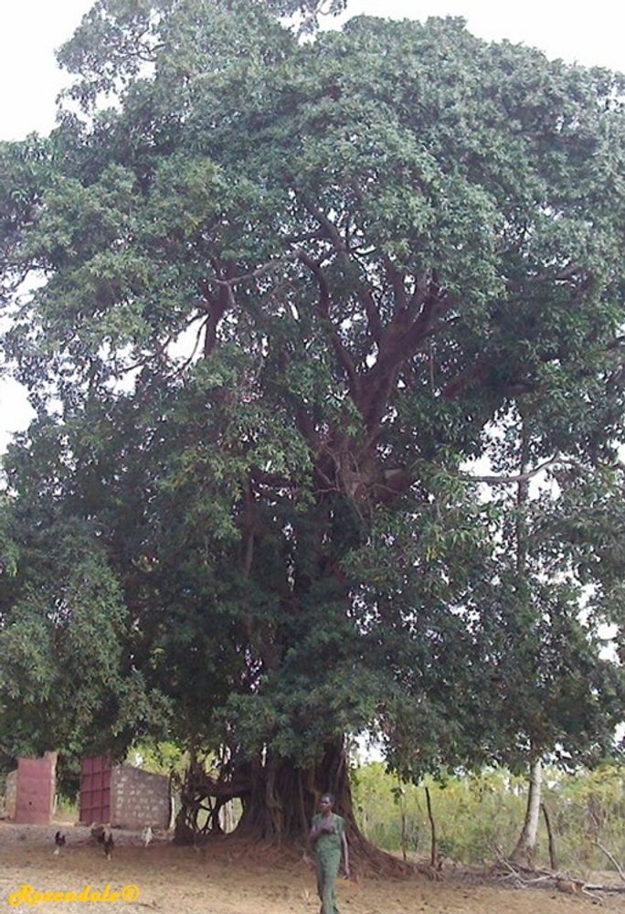 Vertical image, Maarten Rozendale, Kaloleni, Kenya, 2016-04-30, Ficus microcarpa - Chinese banyan