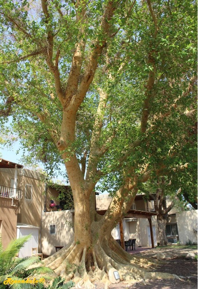 Vertical image, Maarten Rozendale, Ein Gedi, Israel, 2016-08-14, Ficus sycomorus - Wild fig