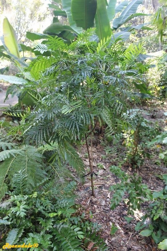 Vertical image, Maarten Rozendale, Harry P Leu, Orlando, United States, 2016-11-14, Filicium decipiens - Thika palm