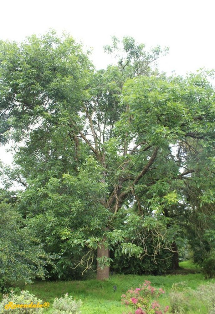 Vertical image, Maarten Rozendale, Belmonte, Netherlands, 2016-07-10, Fraxinus pennsylvanica - Green ash