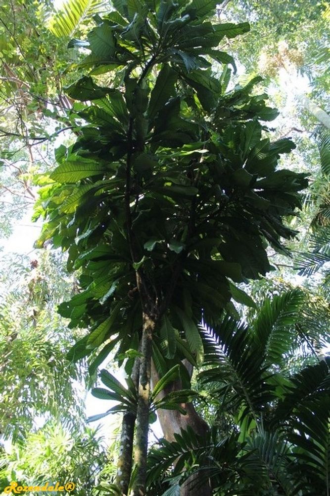 Vertical image, Maarten Rozendale, Coral Gables, United States, 2016-11-19, Grias cauliflora - Anchovy pear