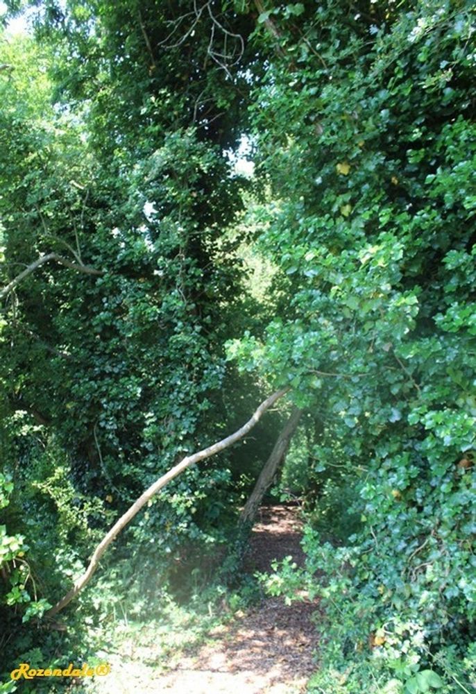Vertical image, Maarten Rozendale, Sneek, Netherlands, 2016-06-03, Hedera helix - European ivy